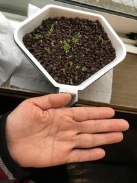 水耕栽培を初めてチャレンジしています レタスの種がたくさん発芽しました Yahoo 知恵袋