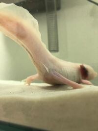 至急回答お願いします 今ウーパールーパーをみたらこんなものが皮膚につい Yahoo 知恵袋