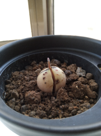 アボカドの育て方について。 8月に水耕栽培→9月に根が生える→10月に土植えしてやっと芽が1cmでましたが、薄っすら白くてカビなんじゃないかと不安です。初めてのアボカドなので判断できません。この画像のアボカドは正常ですか？