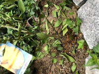 レモンの木を10月に購入し 中々植える時が無く1週間くらいしてから Yahoo 知恵袋