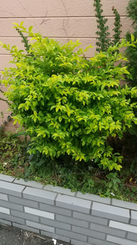 この低木、何という植物か分かる方、教えてください。
黄緑のきれいな葉っぱで、高さは１ｍ弱、歩道の脇に植えてありました。 