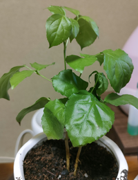 ダイソーの観葉植物について 今日購入したのですが 名前が分かりません この植物 Yahoo 知恵袋