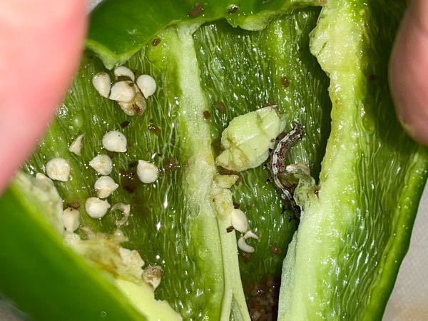 ピーマンを切ると中から芋虫が出てきました あと卵らしきものも 何という虫 Yahoo 知恵袋