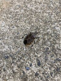 サシガメ なんか模様がかっこいいこの虫の名前ををしえてください Yahoo 知恵袋