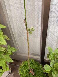 東向きのベランダで 鉢でピエールドロンサールを育てていたのですが 何 Yahoo 知恵袋