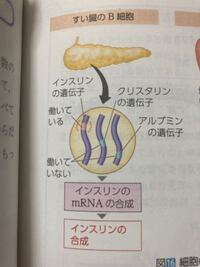 生物基礎の、遺伝子の発現についての質問です。 ワークの正しいものを全て選ぶ問題で「膵臓のB細胞では、インスリンを合成する遺伝子だけが働いており、他の全ての遺伝子は全く働いていない。」という選択肢を、正しいと思って回答したらバツだったのですが、どうしてですか？教科書の図にはこのように書いてあるのですが…
ワークの解説にも何も書いてありませんでした。解説してくださると嬉しいです。