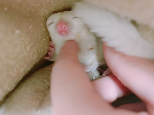 フクロモモンガ飼い始めてから1ヶ月が経ちました 大きい音を立て Yahoo 知恵袋