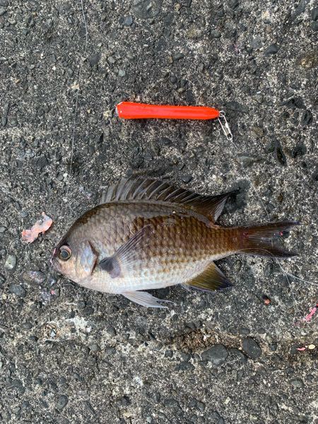 趣味として釣りをして釣った魚を売ることは違法ですか 例えば Yahoo 知恵袋