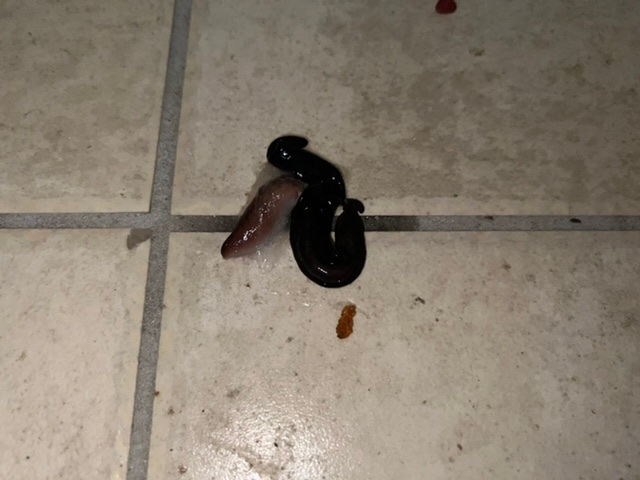 ベランダにこのような気持ちが悪い生物というか何者なのかわからないもの Yahoo 知恵袋