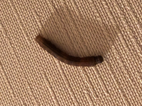 この虫が最近室内の壁にいるのですがなんの虫で対処法・注意を教えていただきたいです。よろしくお願いします。 