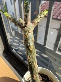 プルメリアの苗木について教えて下さい 写真の通り葉はどんどん出てきていま Yahoo 知恵袋