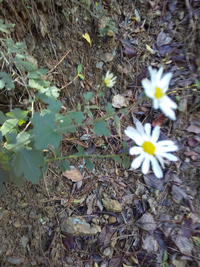 山道に葉っぱの形が独特で 野菊のような花が咲いていました 何という花か教えてく Yahoo 知恵袋