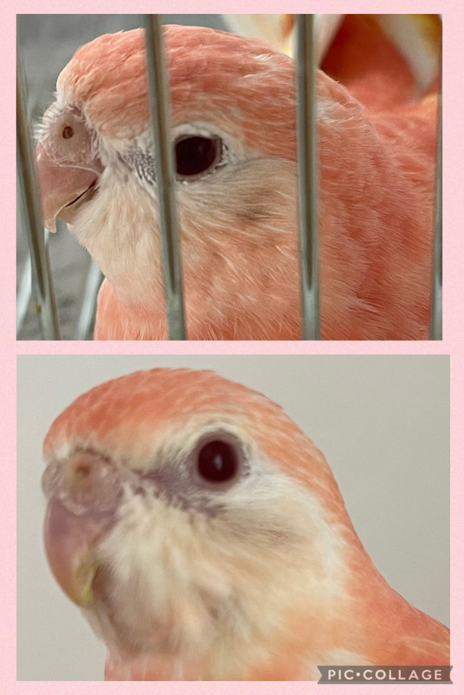 今年3月30日頃に生まれたアキクサインコのルビノーです 写真下が今年 Yahoo 知恵袋