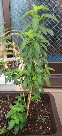 アシタバを栽培したいのですが寒冷地ではやはり無理でしょうか 当地は北国 Yahoo 知恵袋