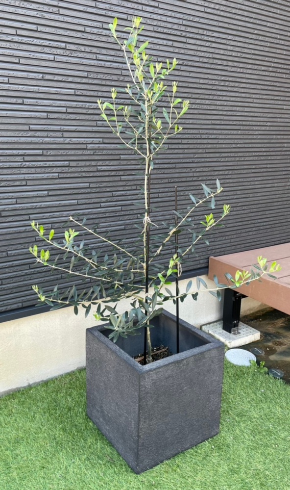 オリーブの樹形相談 オリーブの木 真ん中から枝が生えてこなく不恰好で Yahoo 知恵袋