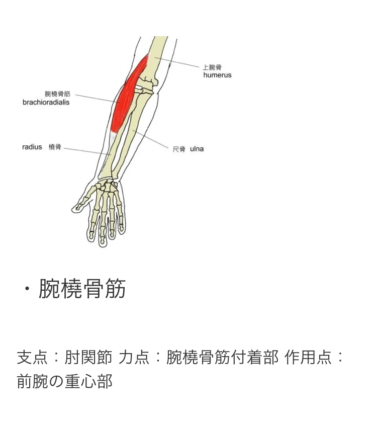 身体運動とてこの問題です 腕橈骨筋による肘屈曲のとき なぜ重心が真ん中にくるの Yahoo 知恵袋