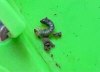 これは何の虫の幼虫でしょうか 見づらいですが 頭の部分は黄色っぽいクリー Yahoo 知恵袋