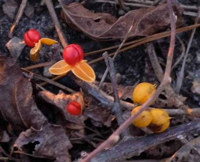 これは何の実でしょうか？黄色い皮の中に赤い実が入っています。石川県
