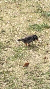 この鳥は何ですか 春頃公園で見かけました Yahoo 知恵袋