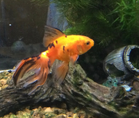 この金魚の種類はなんでしょうか ホームセンターで色々な種類が混ざって売られてい Yahoo 知恵袋