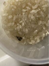米を炊こうとしたところ 米をいれているタッパーの中からこの虫がでてきました タ Yahoo 知恵袋