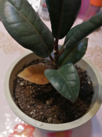 画像はゴムの木ですが ダイソーで買ってきて2週間ですが 容器があまりに小さかっ Yahoo 知恵袋