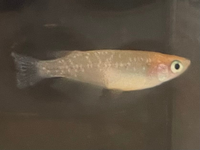 メダカが尾ぐされ病にかかり メチレンブルーを水槽に入れて薬浴しました そして Yahoo 知恵袋