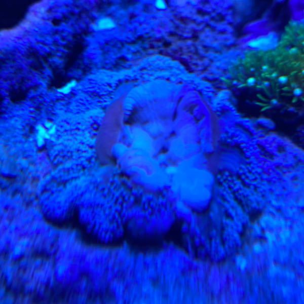 激安出品 3個 Sgf0003 増子水景 通販 Yahoo ショッピング Lサイズ 約15 30cm セブ産 海水魚 イソギンチャク ハタゴイソギンチャク 585fc0c5 Sin Hanbai Tokka Mitrio Com Br
