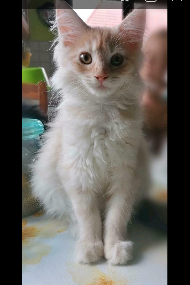 猫の近親相姦 - 猫は親子、兄妹、姉弟間でも交尾、妊娠、出産す 