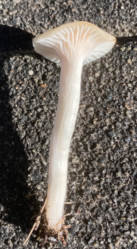 芝に生えるキノコ なんというなまえでしょうか ご存じの方 お願い致し Yahoo 知恵袋