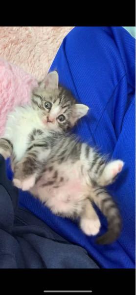 抜く？削る？猫の牙について。 - 老齢で歯茎が痩せ、下がった犬歯が唇 