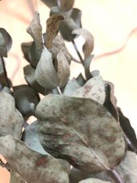 ユーカリの葉らしいのですがかなり苦手な臭いです もしかしてこの斑点が臭いの原因 Yahoo 知恵袋