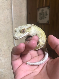 爬虫類飼ってる方 給餌のとき 冷凍コオロギを解凍して解凍した数 Yahoo 知恵袋