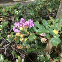 この紫の花をつけている植物の名前を教えてくださいませんか 花ももう終わり頃と思 Yahoo 知恵袋