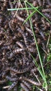 庭にいました 何の幼虫でしょうか 毒などきになっています ケバエ類の幼虫 Yahoo 知恵袋