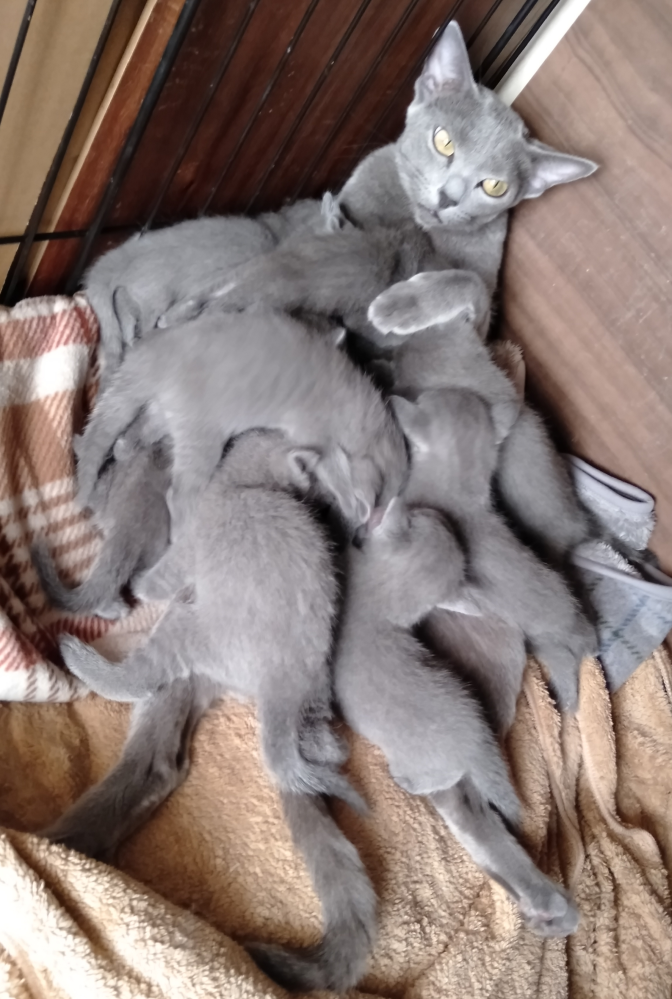 猫ちゃんの夜中の大運動会について - 前回の質問からすっかり慣れて 