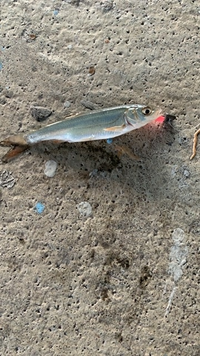 この魚の名前わかる方いますか？
川で釣れました(江戸川)です 