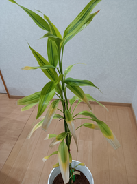 4年前息子からもらった 観葉植物が下の葉先から枯れ始めました 鉢を大きい物にし Yahoo 知恵袋