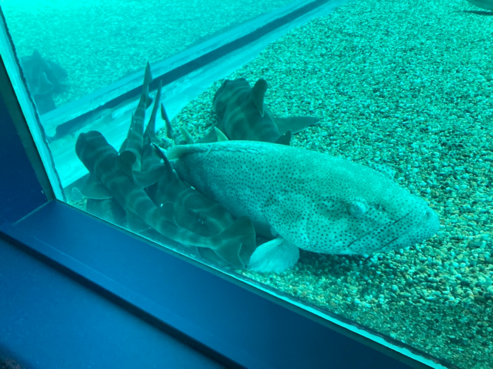 この前水族館で見たのですが 水槽の端に真っ白になっている魚を見ました Yahoo 知恵袋