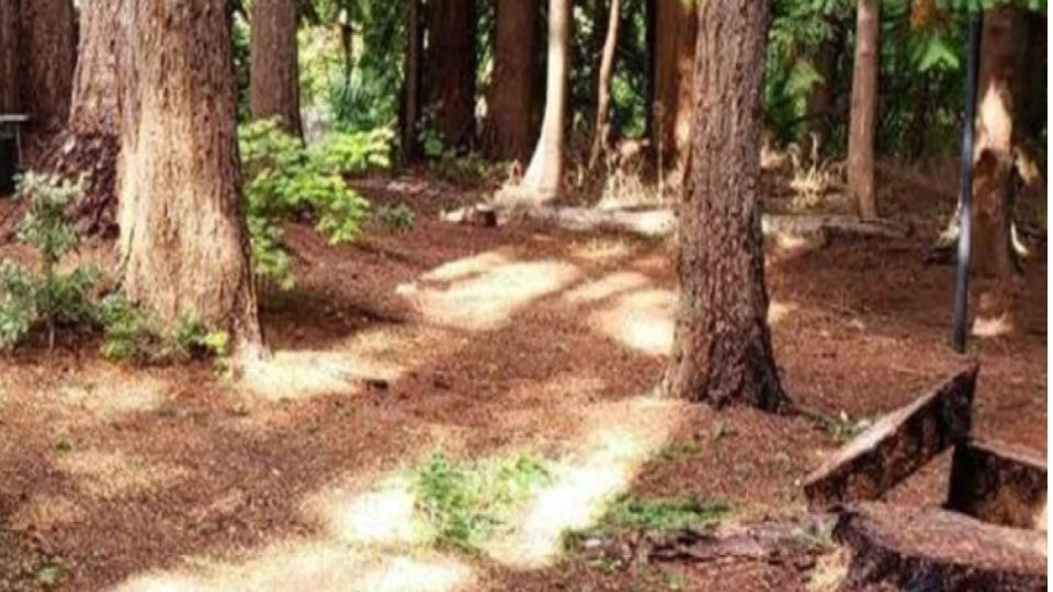 敷地に小さな林みたいなのがあるのですが下草だらけです 写真のような下草が無いキ Yahoo 知恵袋