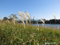 植物の名前を教えてください、
岐阜県美濃加茂市木曽川で、
撮影20211117 