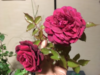 この薔薇の品種、分かる方いますか？どうぞ宜しくお願いします。匂いはほのかに香水っぽい匂いがします。 