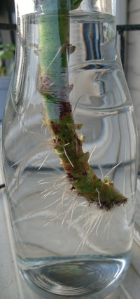 水挿ししてるカランコエの今後について大鉢のひと枝が自重に耐えきれずに折れてしま Yahoo 知恵袋