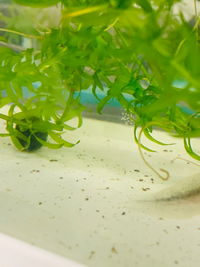 ウーパールーパーの水槽を覗いたら水草に卵らしきものが付いてました こ Yahoo 知恵袋