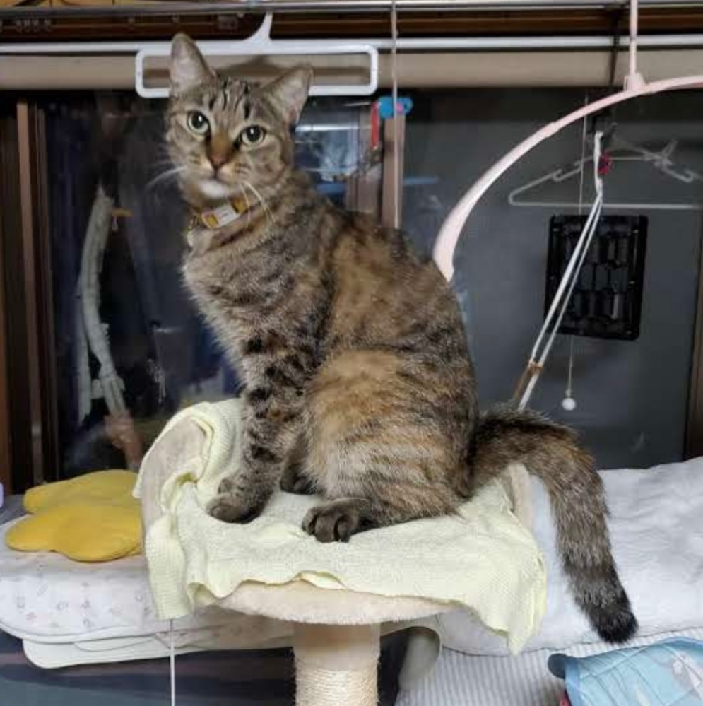 迷子になったペットを霊視できる方はいらっしゃいますか？ずっと 