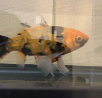 金魚の病気について 写真 見えずらくてすみません お腹の当たりがボコ Yahoo 知恵袋