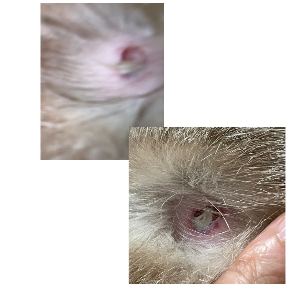 猫にチャオチュール1日一本を上げているのですが、どうにもあげすぎな 