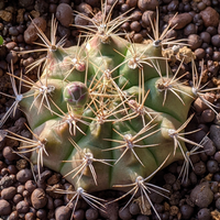 サボテンについてお聞きしたいです 翠晃冠というサボテンを育てています 1 Yahoo 知恵袋