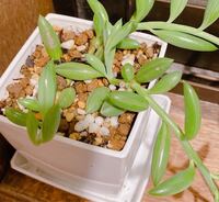 ダイソーで買ったこの子は何ネックレスでしょうか 前にダイソーで Yahoo 知恵袋