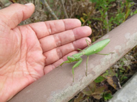 千葉県ですが 今朝の散歩でカマキリを見ました この時期に綺麗な色のカ Yahoo 知恵袋